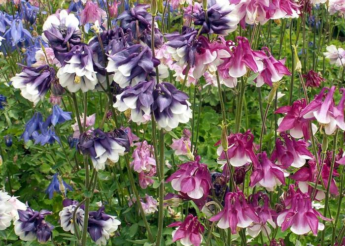 Orlíček obecný 'Grandmother's garden' - Aquilegia vulgaris 'Grandmother's garden'