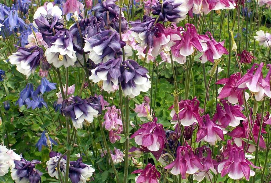 Orlíček obecný 'Grandmother's garden' - Aquilegia vulgaris 'Grandmother's garden'