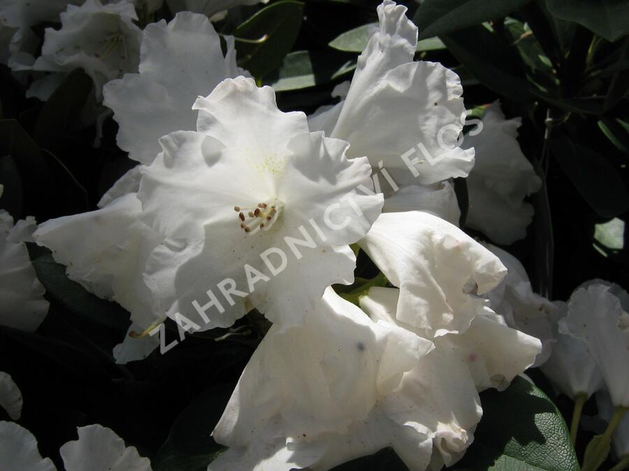Pěnišník 'Silberwolke' - Rhododendron (Y) 'Silberwolke'
