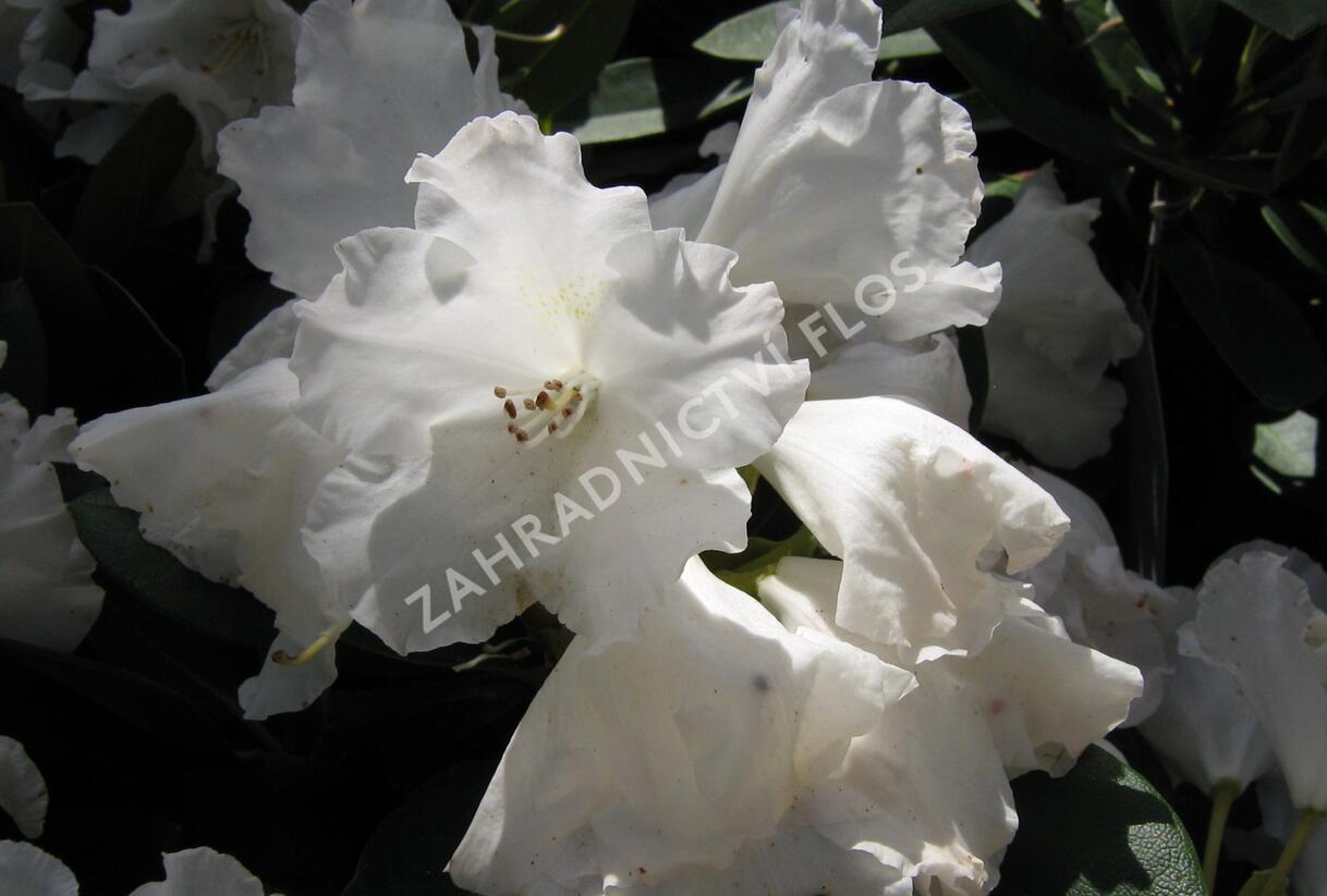 Pěnišník 'Silberwolke' - Rhododendron (Y) 'Silberwolke'