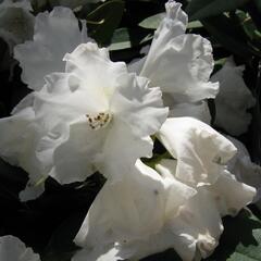 Pěnišník 'Silberwolke' - Rhododendron (Y) 'Silberwolke'