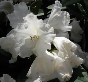 Pěnišník 'Silberwolke' - Rhododendron (Y) 'Silberwolke'