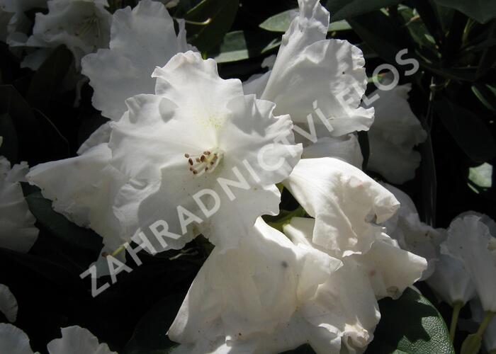 Pěnišník 'Silberwolke' - Rhododendron (Y) 'Silberwolke'