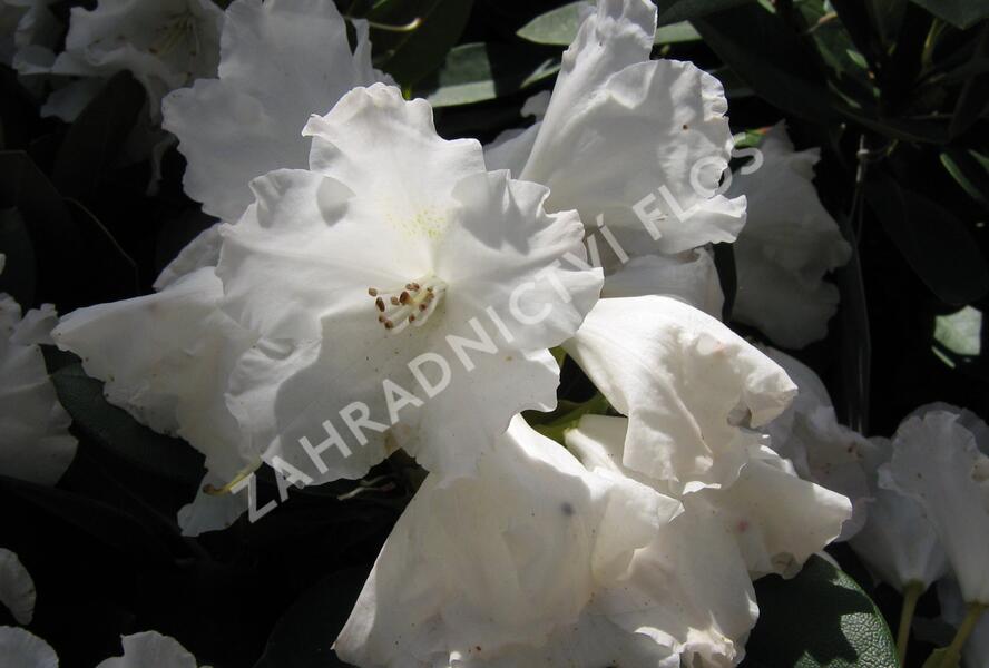Pěnišník 'Silberwolke' - Rhododendron (Y) 'Silberwolke'