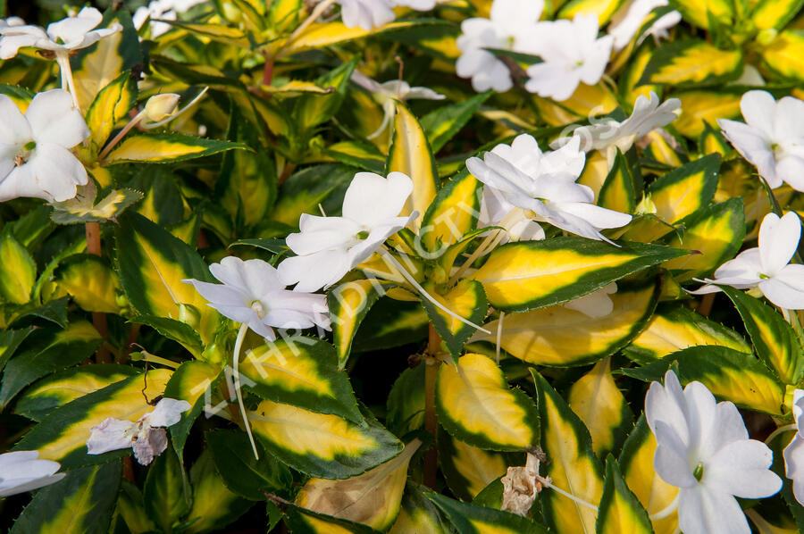 Netýkavka 'Sunpatiens Spreading White' - Impatiens Neu Guinea 'Sunpatiens Spreading White'