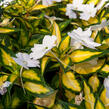 Netýkavka 'Sunpatiens Spreading White' - Impatiens Neu-Guinea 'Sunpatiens Spreading White'