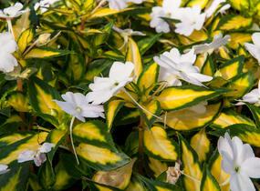 Netýkavka, balzamína 'Sunpatiens Spreading White' - Impatiens Neu Guinea 'Sunpatiens Spreading White'