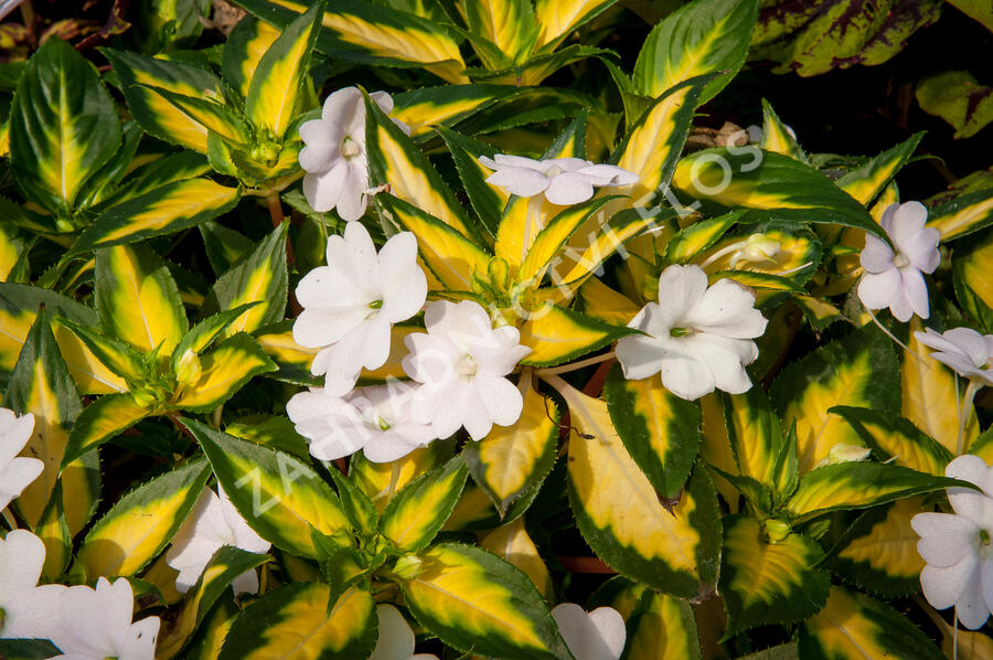 Netýkavka 'Sunpatiens Spreading White' - Impatiens Neu Guinea 'Sunpatiens Spreading White'