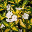 Netýkavka 'Sunpatiens Spreading White' - Impatiens Neu Guinea 'Sunpatiens Spreading White'