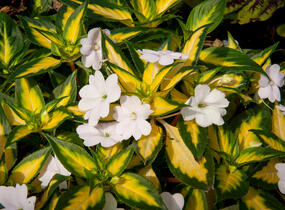 Netýkavka, balzamína 'Sunpatiens Spreading White' - Impatiens Neu Guinea 'Sunpatiens Spreading White'