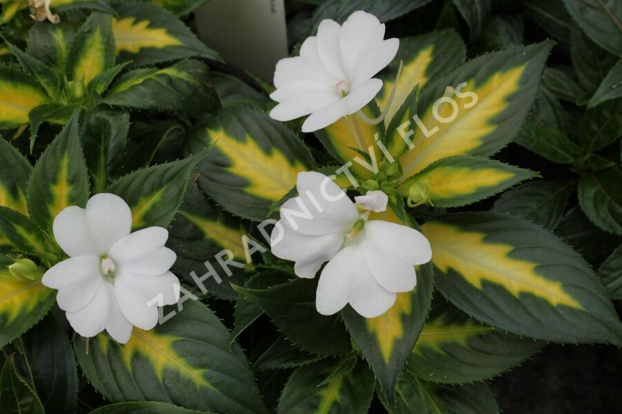 Netýkavka 'Sunpatiens Spreading White' - Impatiens Neu Guinea 'Sunpatiens Spreading White'