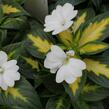 Netýkavka 'Sunpatiens Spreading White' - Impatiens Neu-Guinea 'Sunpatiens Spreading White'