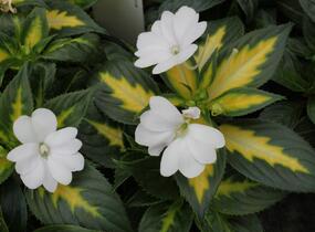 Netýkavka, balzamína 'Sunpatiens Spreading White' - Impatiens Neu Guinea 'Sunpatiens Spreading White'