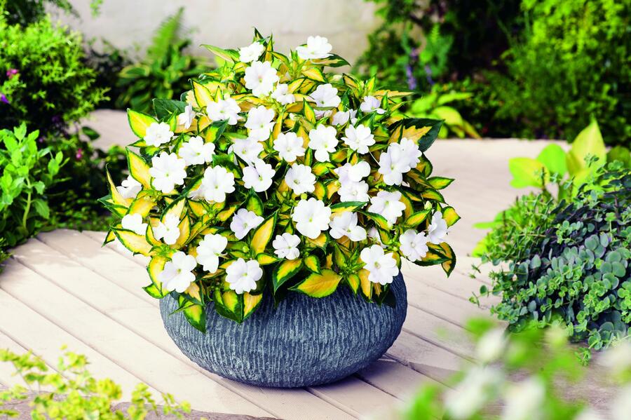 Netýkavka 'Sunpatiens Spreading White' - Impatiens Neu Guinea 'Sunpatiens Spreading White'