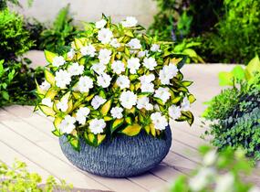 Netýkavka, balzamína 'Sunpatiens Spreading White' - Impatiens Neu Guinea 'Sunpatiens Spreading White'