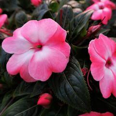 Netýkavka 'Harmony Pink Cream' - Impatiens Neu Guinea 'Harmony Pink Cream'