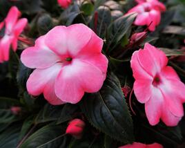 Netýkavka, balzamína 'Harmony Pink Cream'