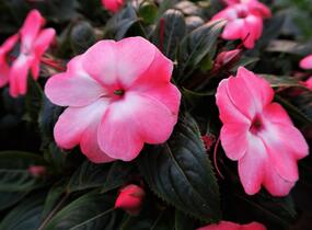 Netýkavka, balzamína 'Harmony Pink Cream' - Impatiens Neu Guinea 'Harmony Pink Cream'