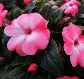 Netýkavka 'Harmony Pink Cream' - Impatiens Neu Guinea 'Harmony Pink Cream'