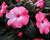 Netýkavka, balzamína 'Harmony Pink Cream'