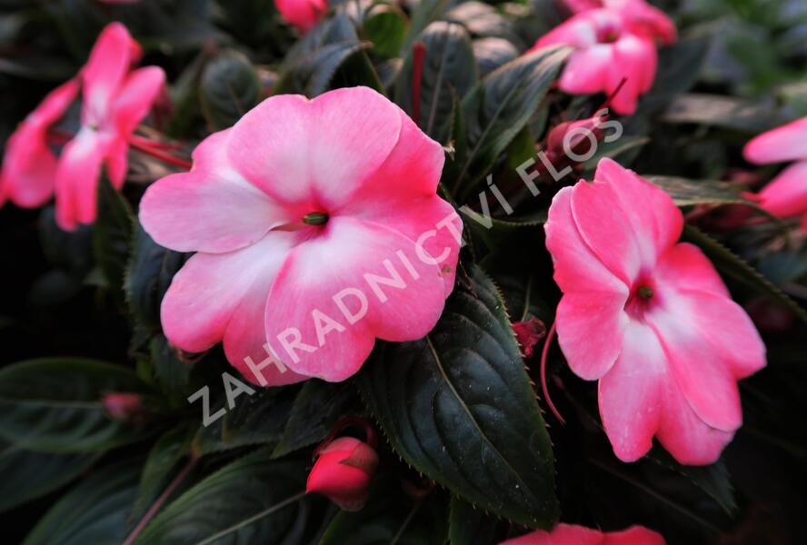 Netýkavka, balzamína 'Harmony Pink Cream' - Impatiens Neu Guinea 'Harmony Pink Cream'