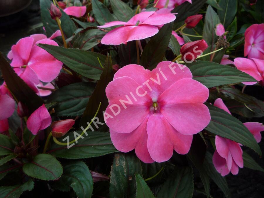 Netýkavka 'Harmony Pink Cream' - Impatiens Neu Guinea 'Harmony Pink Cream'