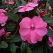 Netýkavka 'Harmony Pink Cream' - Impatiens Neu Guinea 'Harmony Pink Cream'
