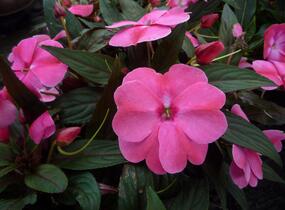 Netýkavka, balzamína 'Harmony Pink Cream' - Impatiens Neu Guinea 'Harmony Pink Cream'