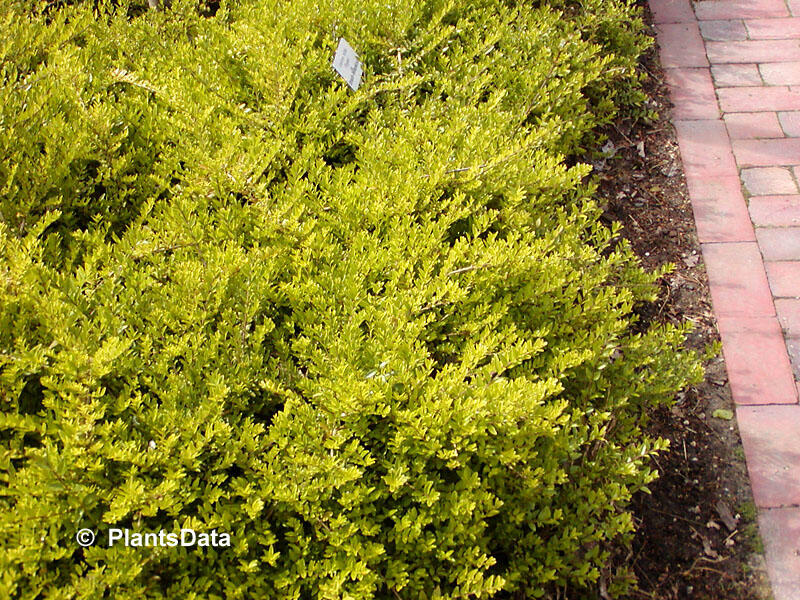 Zimolez lesklý 'Elegant' - Lonicera nitida 'Elegant'