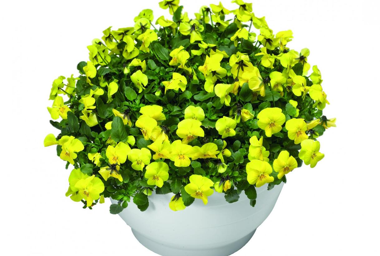 Violka růžkatá 'Endurio Pure Yellow' - Viola cornuta 'Endurio Pure Yellow'