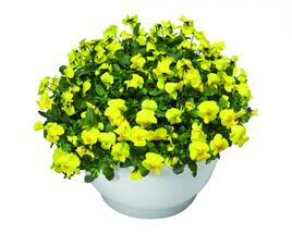 Violka růžkatá 'Endurio Pure Yellow'