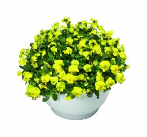 Violka růžkatá 'Endurio Pure Yellow' - Viola cornuta 'Endurio Pure Yellow'
