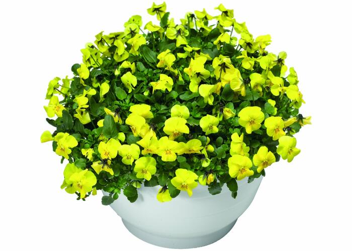 Violka růžkatá 'Endurio Pure Yellow' - Viola cornuta 'Endurio Pure Yellow'