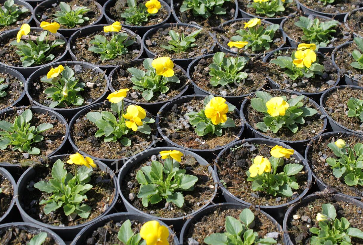 Violka růžkatá 'Deltini Yellow Improved' - Viola cornuta 'Deltini Yellow Improved'