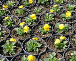 Violka růžkatá 'Deltini Yellow'