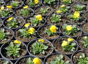 Violka růžkatá 'Deltini Yellow' - Viola cornuta 'Deltini Yellow''
