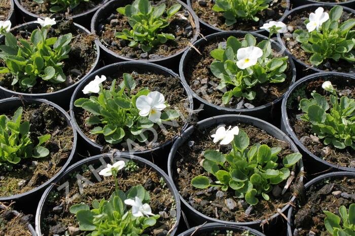 Violka růžkatá 'Deltini True White' - Viola cornuta 'Deltini True White'