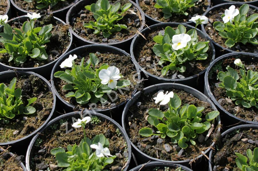 Violka růžkatá 'Deltini True White' - Viola cornuta 'Deltini True White'