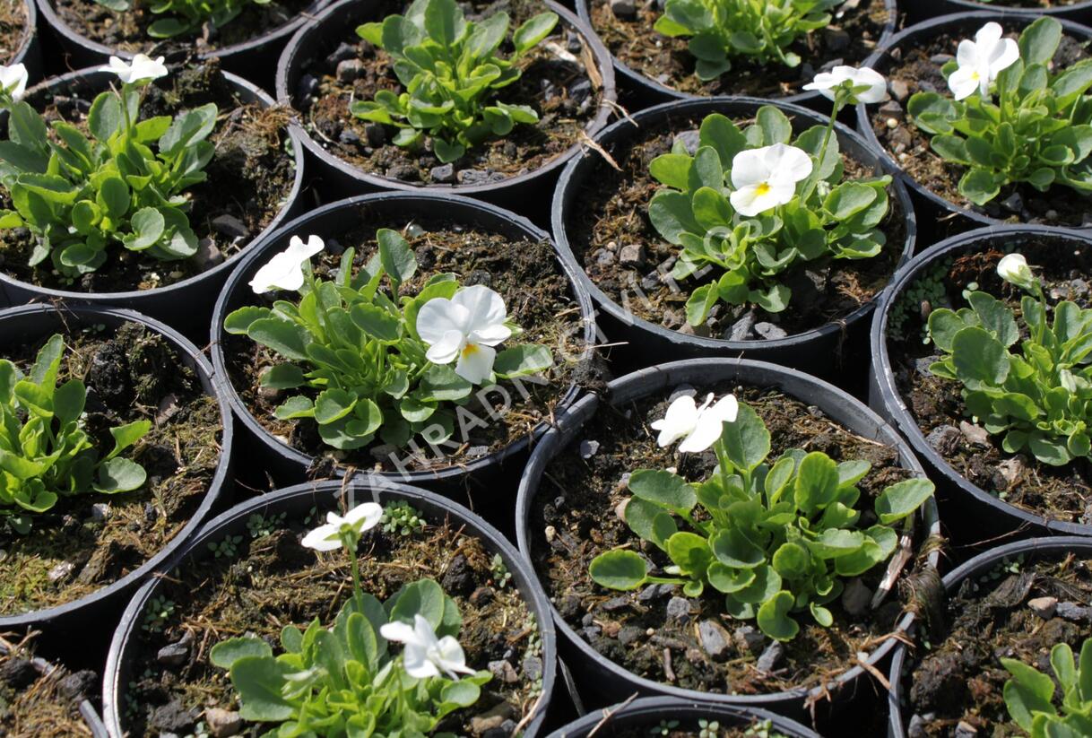 Violka růžkatá 'Deltini True White' - Viola cornuta 'Deltini True White'