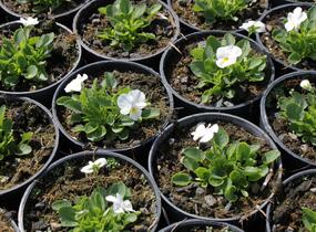 Violka růžkatá 'Deltini White' - Viola cornuta 'Deltini White'