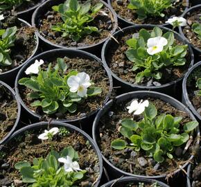 Violka růžkatá 'Deltini True White' - Viola cornuta 'Deltini True White'