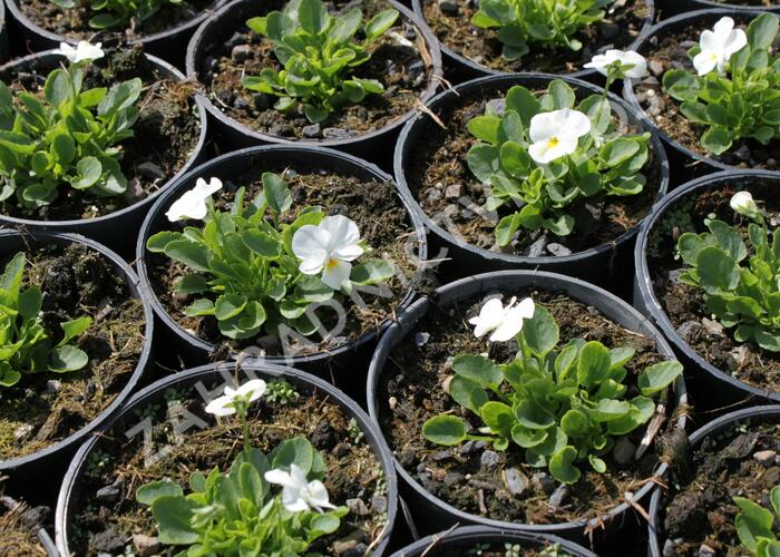 Violka růžkatá 'Deltini True White' - Viola cornuta 'Deltini True White'