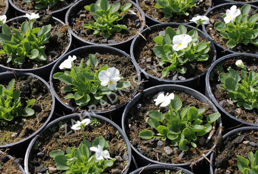 Violka růžkatá 'Deltini True White' - Viola cornuta 'Deltini True White'