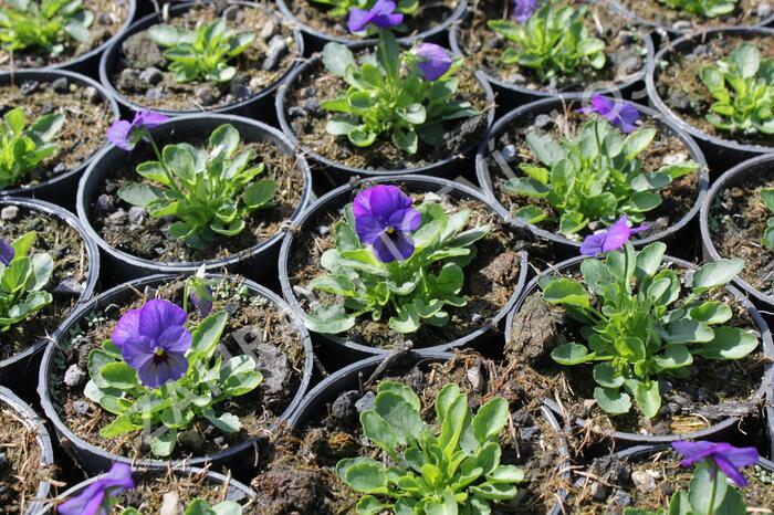 Violka růžkatá 'Deltini Blue' - Viola cornuta 'Deltini Blue'