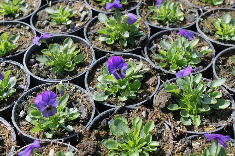 Violka růžkatá 'Deltini Blue' - Viola cornuta 'Deltini Blue'