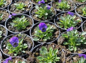 Violka růžkatá 'Deltini Blue' - Viola cornuta 'Deltini Blue'