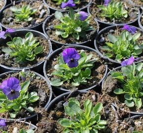 Violka růžkatá 'Deltini Blue' - Viola cornuta 'Deltini Blue'