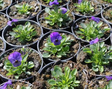 Violka růžkatá 'Deltini Blue'