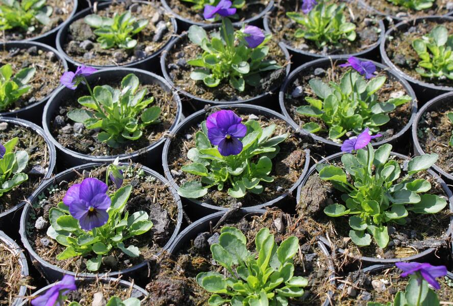 Violka růžkatá 'Deltini Blue' - Viola cornuta 'Deltini Blue'