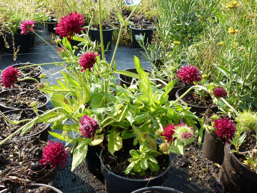 Chrastavec 'Melton Pastels' - Knautia macedonica 'Melton Pastels'